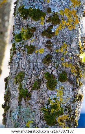 Close-up of tree trunk covered with moss and lichen at railway station Forch, Canton Zürich, on a sunny summer day. Photo taken June 8th, 2022, Forch, Switzerland.