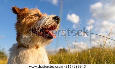 Banner of a happy panting dog in summer in the meadow grass on sky background. Hiking, walking with pet.