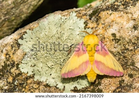 Rosy Maple Moth - Dryocampa rubicunda Royalty-Free Stock Photo #2167398009