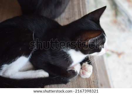 Black white cat with yellow eyes seen from the side
