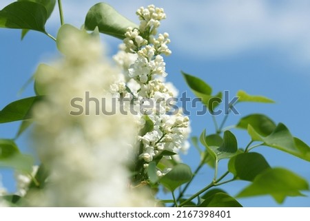 Lush inflorescence white lilac dissolved