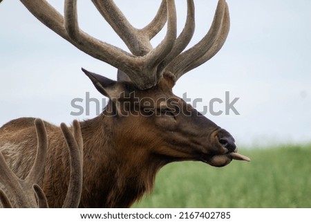 Funny elk picture sticking its tongue out