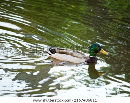 Duck taking a bath in a river.