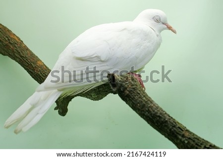 .A white Sunda collared-dove perched on a dry tree branch. This bird has the scientific name Streptopelia bitorquata.