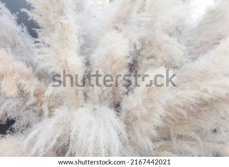 Close up of bouquet white pampas grass for background or wallpaper. Softness focus for wedding background.
