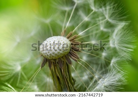 Beautiful dandelion macro view, seeds. black and white colors Royalty-Free Stock Photo #2167442719