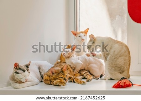 Friendly company of cats of different breeds sitting together on windowsill by window Royalty-Free Stock Photo #2167452625