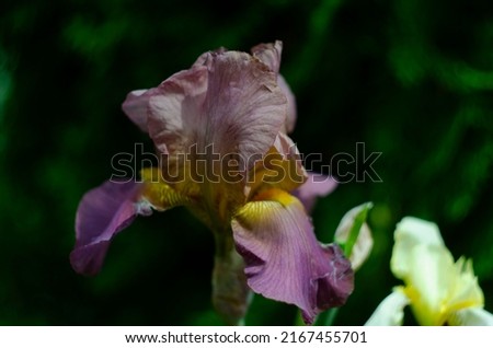 brown and yellow multicolor flowers of iris close up