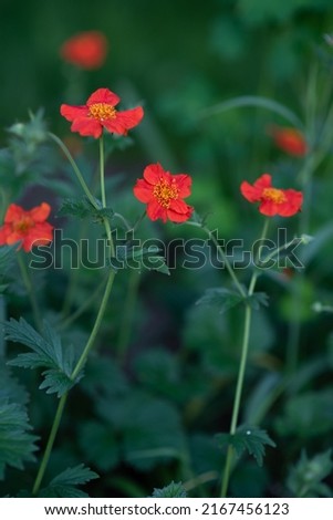 beautiful botanical picture with green bokeh background and close-up macro Chilean gravilate flowers with bright juicy red color petals	