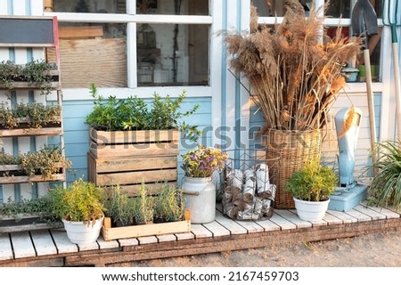 Gardening. Cozy decor veranda at house. Facade blue house Rustic style. Green plants, dried spikelets, flowers and pampas grass in backyard home in summer. Spicy herbs in pots on outdoor on terrace. 