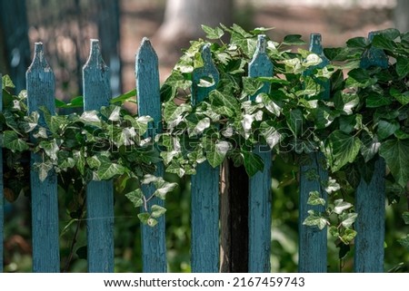  (Hedera helix), Wall of green ivy. Hedera spiral. Original texture of natural greenery. Decoration of fence with ordinary ivy. Background from elegant leaves. Nature concept for design Royalty-Free Stock Photo #2167459743