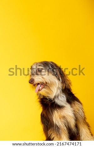 Studio portrait of an adorable furry puppy on yellow background.
