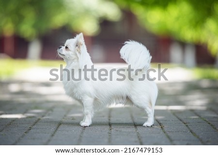 Lovely young male longhaired chihuahua standing