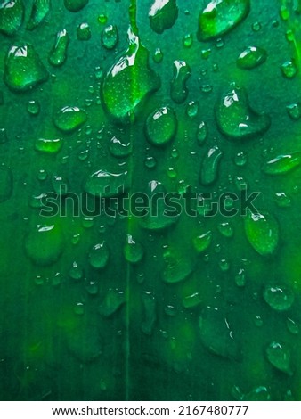 raindrops sticking to patterned green leaves