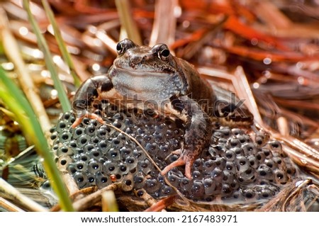 Frog sitting on a squawk Royalty-Free Stock Photo #2167483971