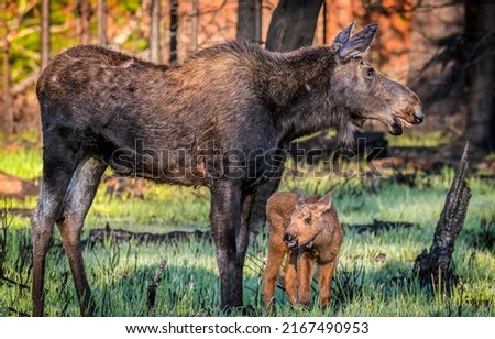 Moose mother with a moose calf. Moose family in nature. Cute moose calf with mother Royalty-Free Stock Photo #2167490953