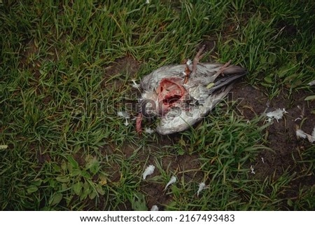 Close up of dead pigeon against the background of green grass.