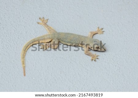 House lizard or little gecko on a white wall. Close up view. HD photo