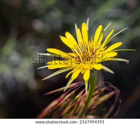 Meadow Salsify Tragopogon pratensis. The flower of yellow salsify. Tragopogon dubius. Blurred dark background, shallow depth of field, nobody, selective focus, copy space for text Royalty-Free Stock Photo #2167494391