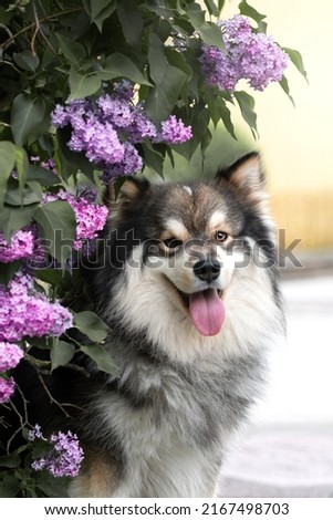 Portrait of a Finnish Lapphund dog outdoors among pink or purple flowers