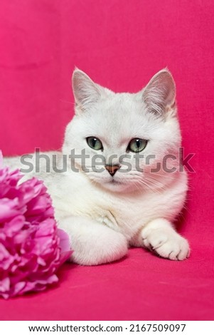 White cat near a bouquet of pink peonies on a pink background. British silver chinchilla breed 