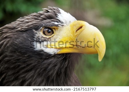 close-up photo of great-billed eagle