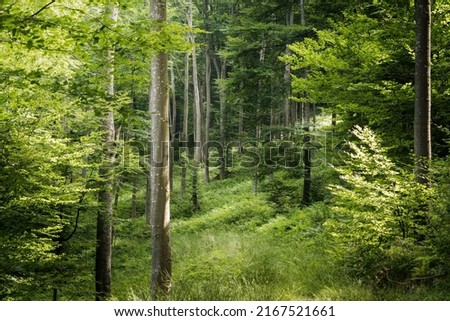 Beech forest in the Carpathians, Bieszczady. A beautiful simple European beech rising towards the sky. common beech, Fagus sylvatica, beautiful trees and beautiful beech forests. Royalty-Free Stock Photo #2167521661