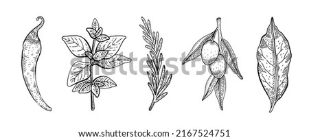 Herb and plant drawing. Botanic and cooking icons. Sketch engraved vector. Spice and vegetable. Chili pepper, oregano or basil, rosemary, olive, bay leaf illustration. Cook hand drawn line doodle art Royalty-Free Stock Photo #2167524751