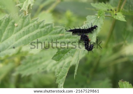 black peacock butterfly caterpillars feeding on a nettle plan