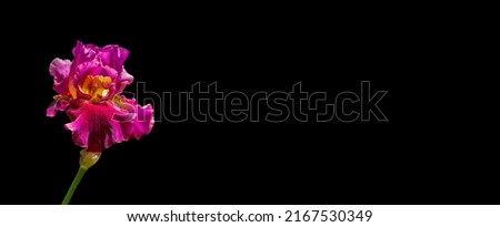 Brilliant pink iris isolated on a black background for a web banner