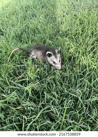 Baby Opossum looking for his Momma