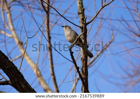 Mockingbird perched in a tree.                              