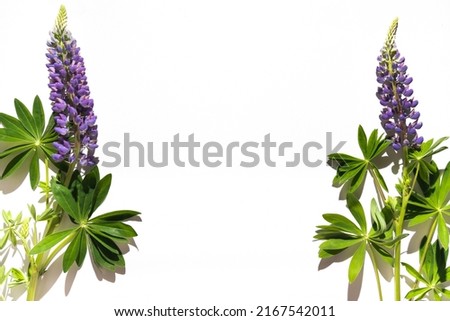 Purple lupine flowers on a white background. Close-up. Greeting card.