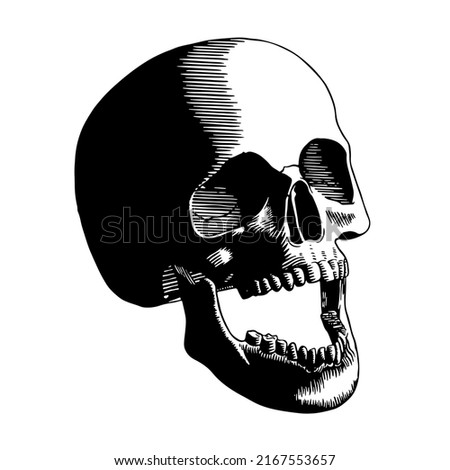 Vector Vintage Style Skull Isolated