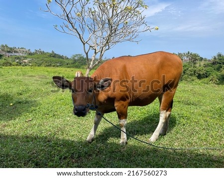 Bali cattle take shelter behind shadows while grazing