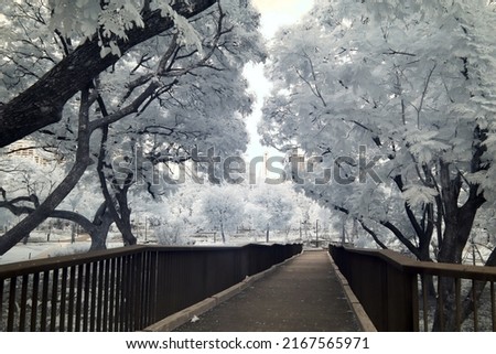 Black and White infrared Benchakitti Park Bangkok Thailand May 7, 2022, beautiful white tree