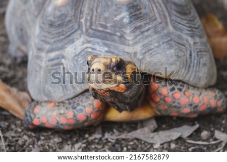 Adult cherry head redfooted tortoise geochelone carbonaria 