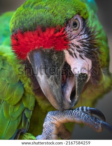 Green, Yellow and Red Macaw Parrot Headshot