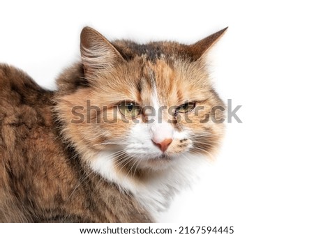 Cat with eye infection looking at camera. Close up of cat with one eye glassy, teary and discolored. Cat eye half closed from pain. Conjunctivitis, feline herpes virus or allergy. Selective focus. Royalty-Free Stock Photo #2167594445