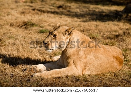 Lioness resting in the African savannah on a hot day in South Africa, this is the great predator of Africa and the star of African safaris, as well as one of the big five of Africa.