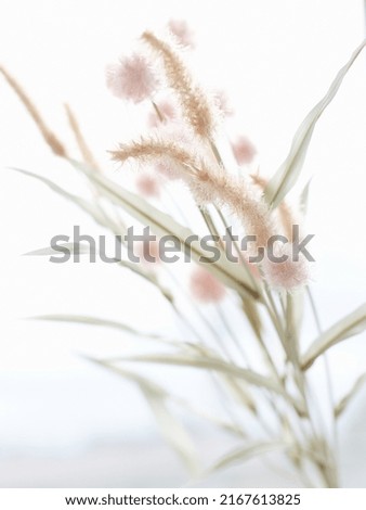 fluffy plant with flowers. a lot of light. minimalist beautiful poster
