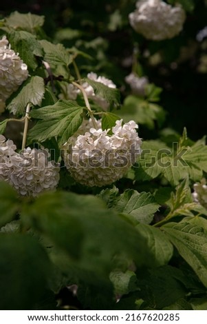 Beautiful spring white flowers. Botany. Close-up.