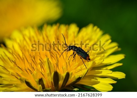 macro photo beetle on a dandelion. closeup of an insect collecting pollen. Yellow dandelion with black bug. High quality photo