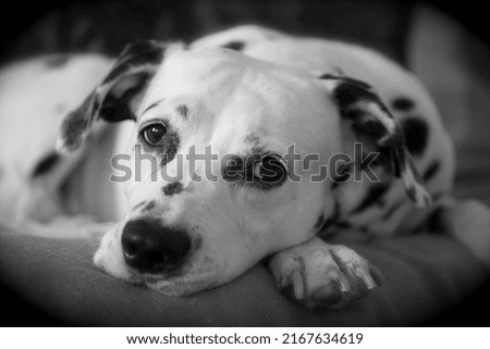 Summer portrait of cute and smiling dalmatian dog with black spots. Nice and beautiful dalmatian family pet sitting outdoors
