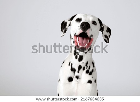 Cute Dalmatian Dog studio shot with white background Royalty-Free Stock Photo #2167634635