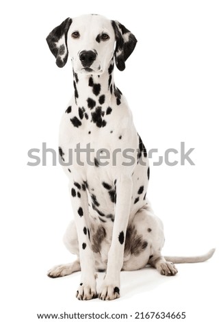 Cute Dalmatian Dog studio shot with white background Royalty-Free Stock Photo #2167634665