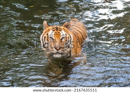 Panthera tigris tigris - Bengal Tiger have ability to swim and hunt its prey in a water Royalty-Free Stock Photo #2167635511