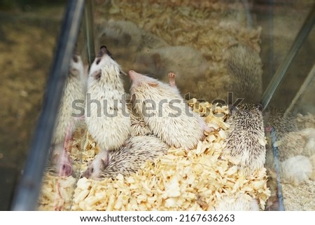 cute animals, adorable white mini hedgehogs in aquarium cages for sale at the animal market