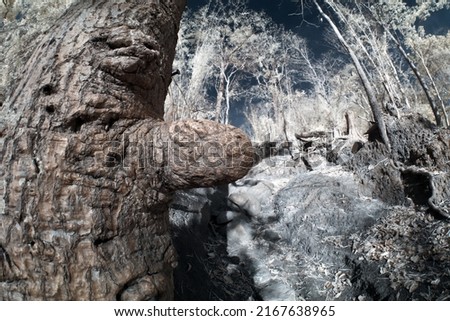 infrared pine forest  Phu Kradueng National Park, Thailand