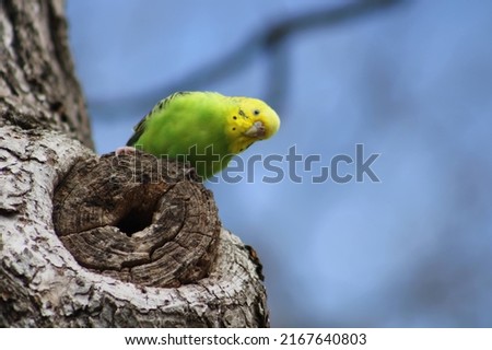 A green and white parakeet. The bright colored budgie is perched on a tree. Royalty-Free Stock Photo #2167640803